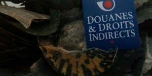 Roissy : les douanes font une saisie record d’écailles de tortues