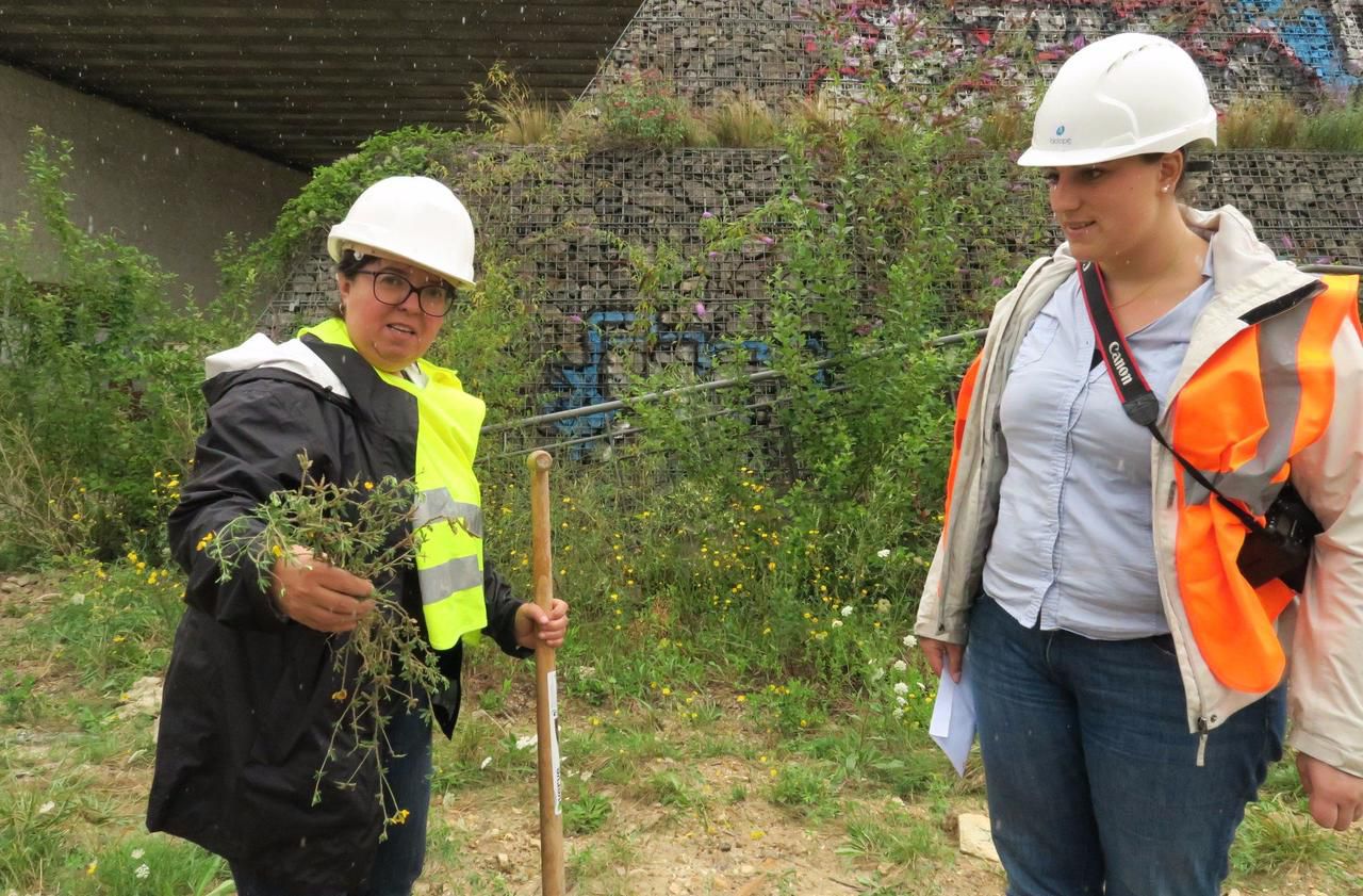 Val-de-Marne : opération sauvetage d’une plante rare  avant l’arrivée du métro