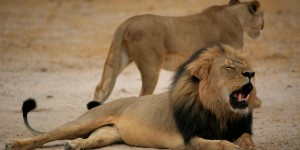 Xanda, l'un des petits du lion Cecil, a été abattu au Zimbabwe 