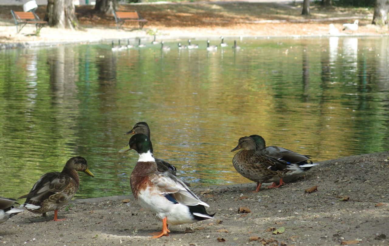  Yvelines : la crainte du botulisme aviaire au Vésinet après la mort de deux canards