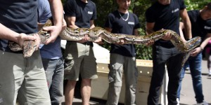 Le zoo d'Amnéville accueille les deux plus grand pythons d'Europe