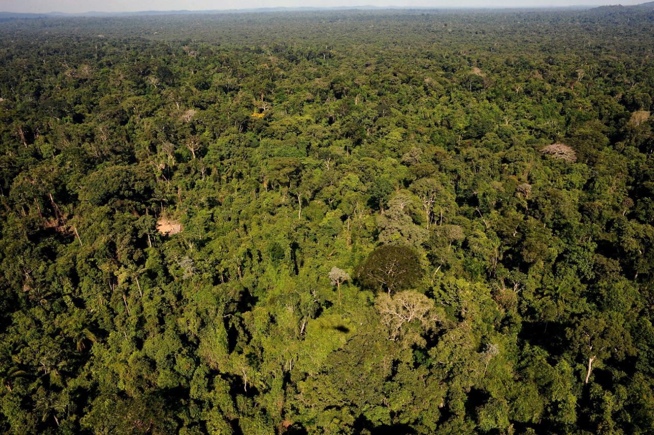 Amazonie : près de 400 nouvelles espèces découvertes