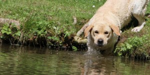 Attention aux algues tueuses de chiens