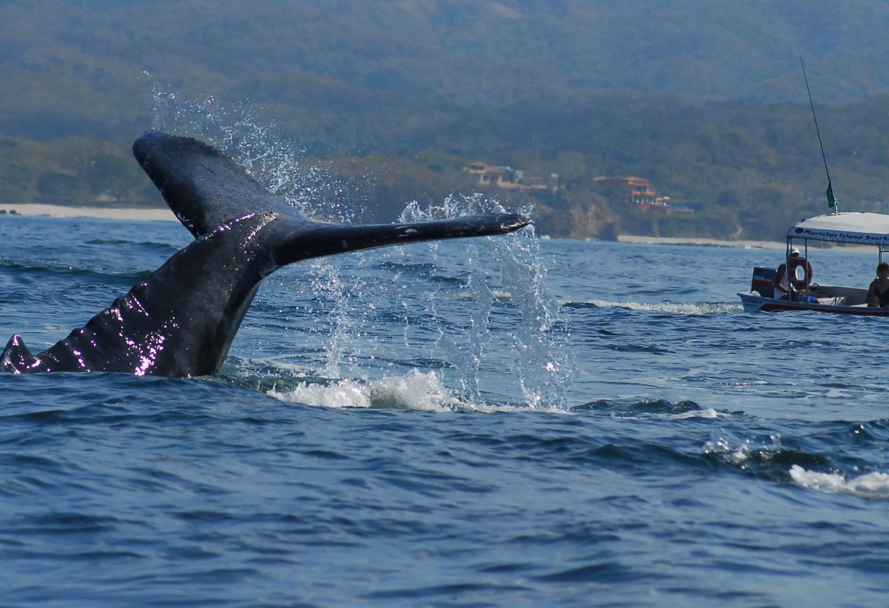 Australie : une baleine soulève un bateau de pêche et fait plusieurs blessés