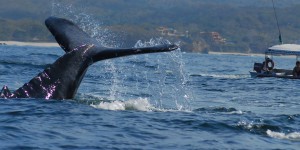 Australie : une baleine soulève un bateau de pêche et fait plusieurs blessés
