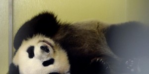 Beauval : le panda Huan Huan a accouché, l'un des jumeaux placé en couveuse