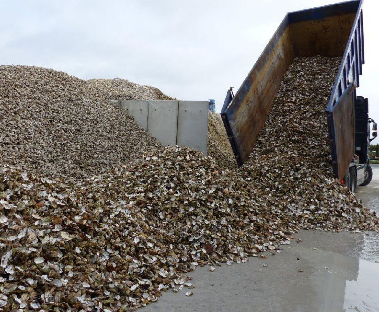 Que faire des coquillages qui s'accumulent en baie de Somme ?