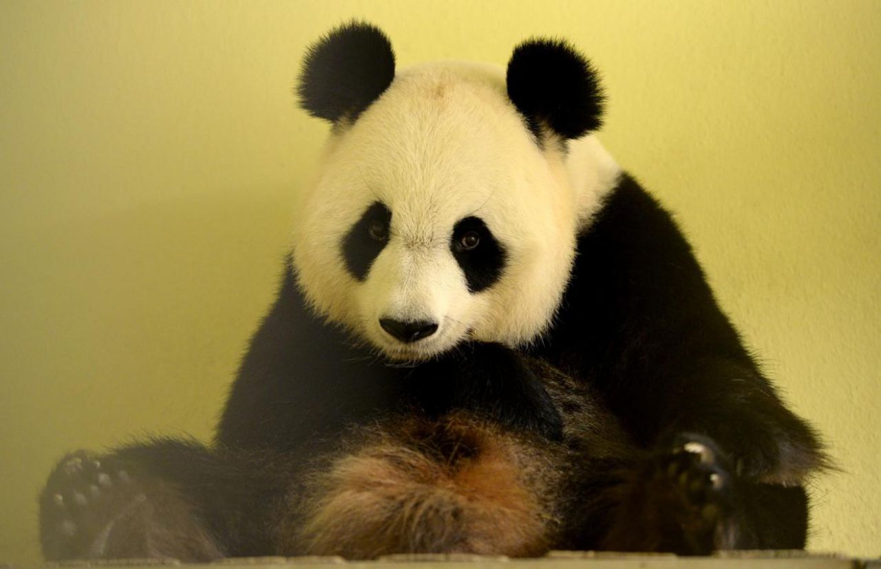 EN IMAGES. Naissance de bébés pandas : l'effervescence au zoo de Beauval
