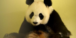 EN IMAGES. Naissance de bébés pandas : l'effervescence au zoo de Beauval