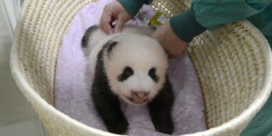 Japon : le bébé panda du zoo de Tokyo fête ses deux mois