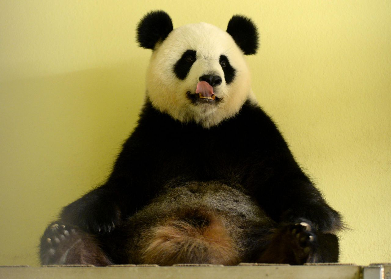 Pandas : une espèce encore menacée à l'état sauvage