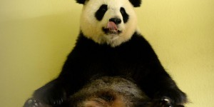 Pandas : une espèce encore menacée à l'état sauvage
