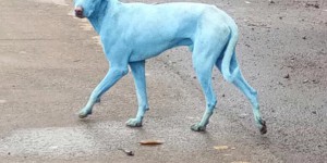 Pollution : des chiens ressortent bleus de la rivière près de Bombay 