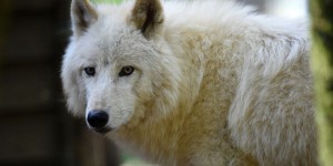  Savoie : deux loups abattus après des attaques de troupeaux