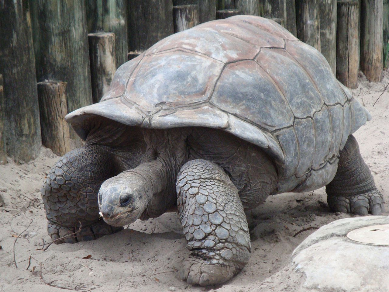 Une tortue géante échappée d'un zoo il y a deux semaines retrouvée... à 140 m de là