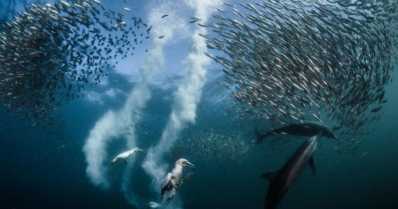 La vie sous-marine fait surface grâce à un photographe niçois