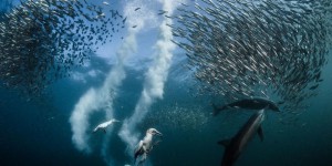 La vie sous-marine fait surface grâce à un photographe niçois
