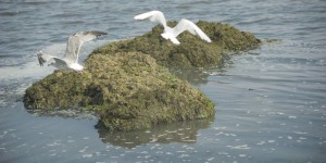 Algues vertes à l'île de Ré : une plainte contre X déposée