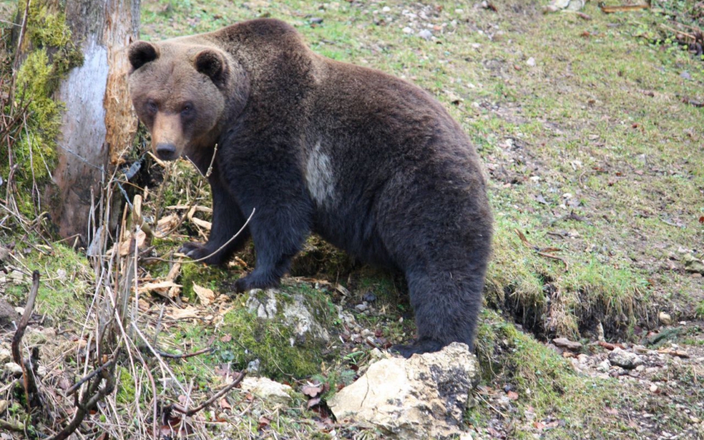 Ariège : un groupe armé annonce la réouverture de «la chasse aux ours»