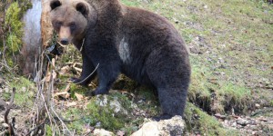 Ariège : un groupe armé annonce la réouverture de «la chasse aux ours»