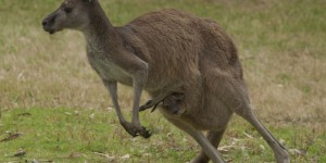Australie :  un homme inculpé pour avoir tranché la gorge d'un kangourou
