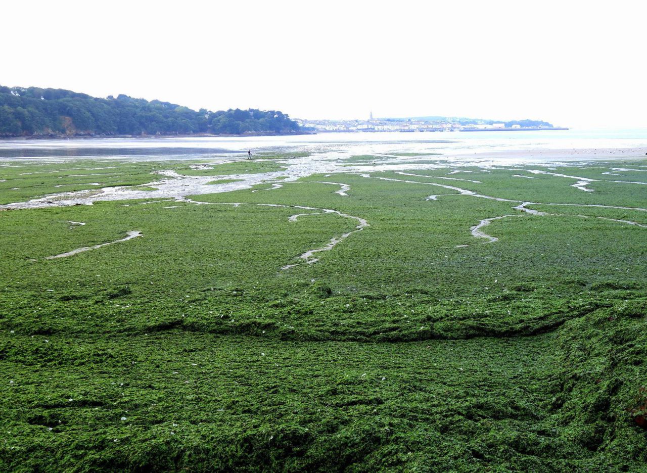 Bilan estival mitigé pour les algues vertes en Bretagne