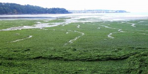 Bilan estival mitigé pour les algues vertes en Bretagne