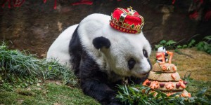 Chine : le plus vieux panda du monde meurt à 37 ans