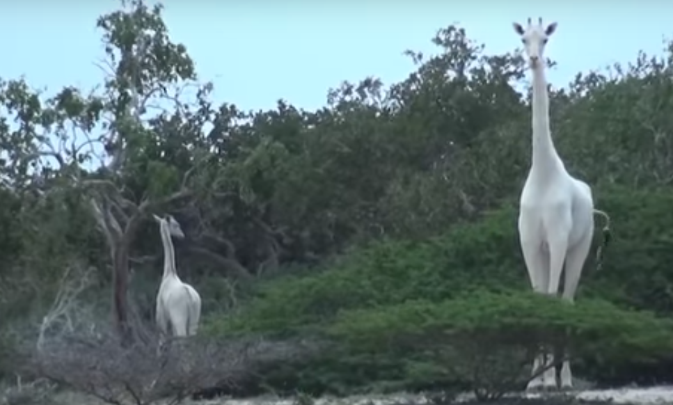 Des girafes blanches filmées au Kenya : les images d'une première mondiale
