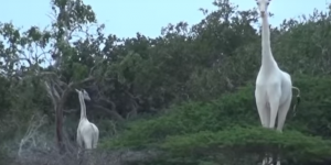 Des girafes blanches filmées au Kenya : les images d'une première mondiale