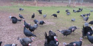 Grippe aviaire : un foyer détecté dans un élevage de dindes du Maine-et-Loire 