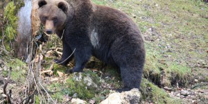 Ours dans les Pyrénées : enquête ouverte après l'agression de quatre agents publics