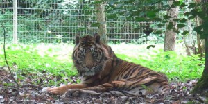  Seine-et-Marne : Timor, «le Jeanne Calment des tigres de Sumatra» vieillit au Parc des félins