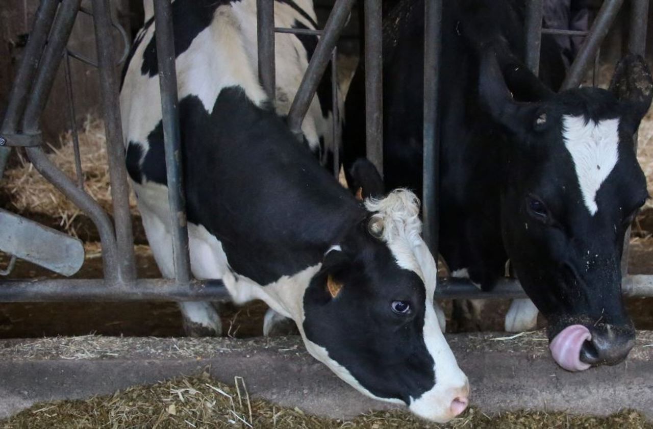 Bas-Rhin : 63 bovins tués par une réaction chimique