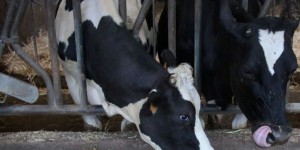 Bas-Rhin : 63 bovins tués par une réaction chimique