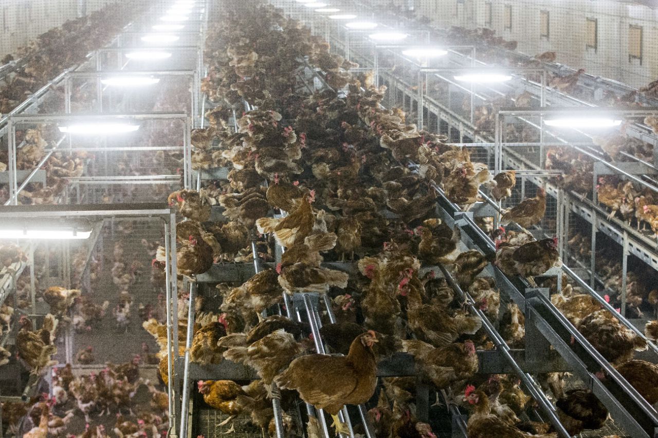 Grippe aviaire : un foyer détecté aux Pays-Bas, 42 000 poules en cours d'abattage