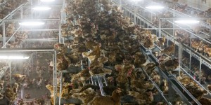 Grippe aviaire : un foyer détecté aux Pays-Bas, 42 000 poules en cours d'abattage