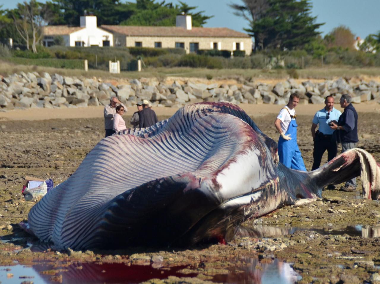 EN IMAGES. Une baleine de 20 mètres échouée sur une plage de l'île de Ré