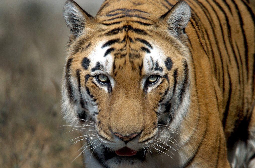Inde : une tigresse «mangeuse d'hommes» meurt électrocutée par une clôture