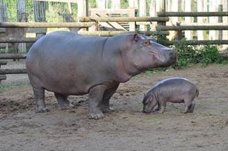 Loire-Atlantique : un bébé hippopotame né au parc animalier Planète Sauvage