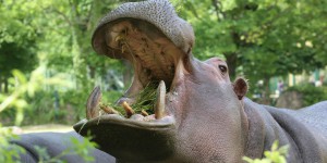 Namibie : au moins 100 hippopotames retrouvés morts dans un parc national