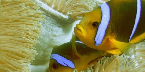 Océans : Nemo a trop chaud