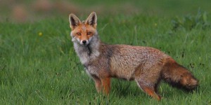 Biodiversité : plaidoyer pour le renard