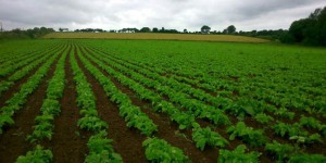 La Bretagne s'intéresse au sucre de betterave bio