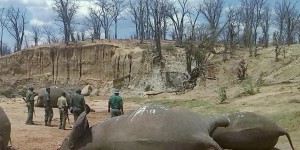 Etats-Unis : l’administration Trump autorise l’importation de trophées d’éléphants