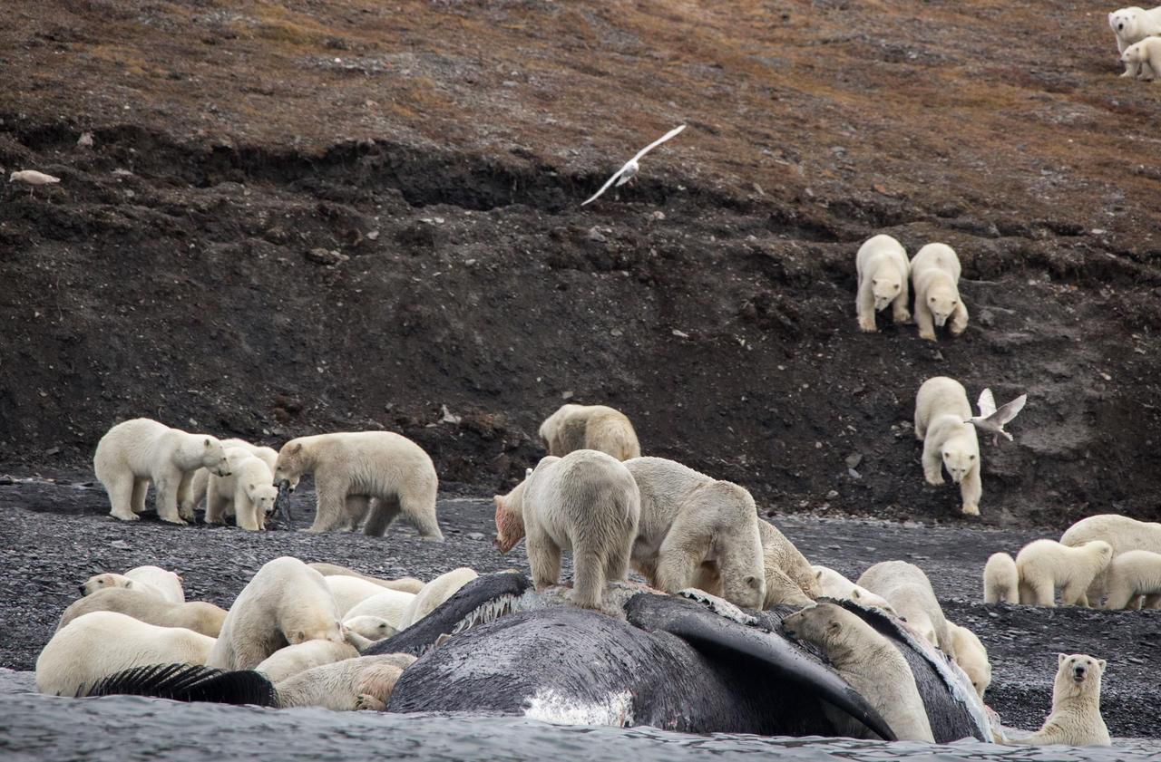 Un festin d’ours polaires, triste preuve du réchauffement climatique