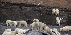 Un festin d’ours polaires, triste preuve du réchauffement climatique