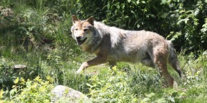 Gard : 23 brebis tuées, probablement par un loup