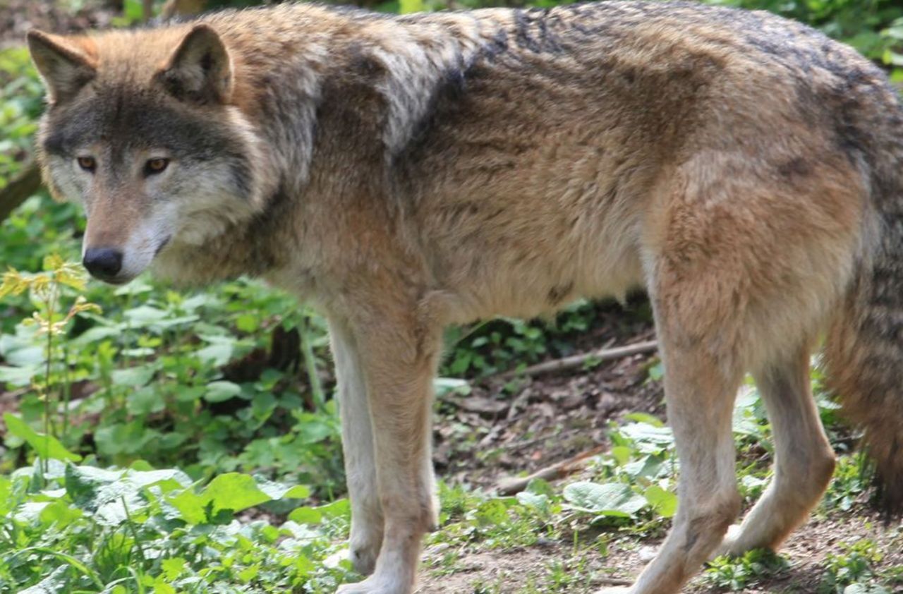 Loup : 74 villages veulent faire payer l’Etat en cas de capture de l’animal