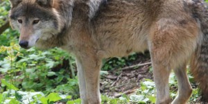 Loup : 74 villages veulent faire payer l’Etat en cas de capture de l’animal